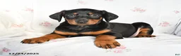 Doberman Pinscher dogs for sale: Daisy - Ad 3