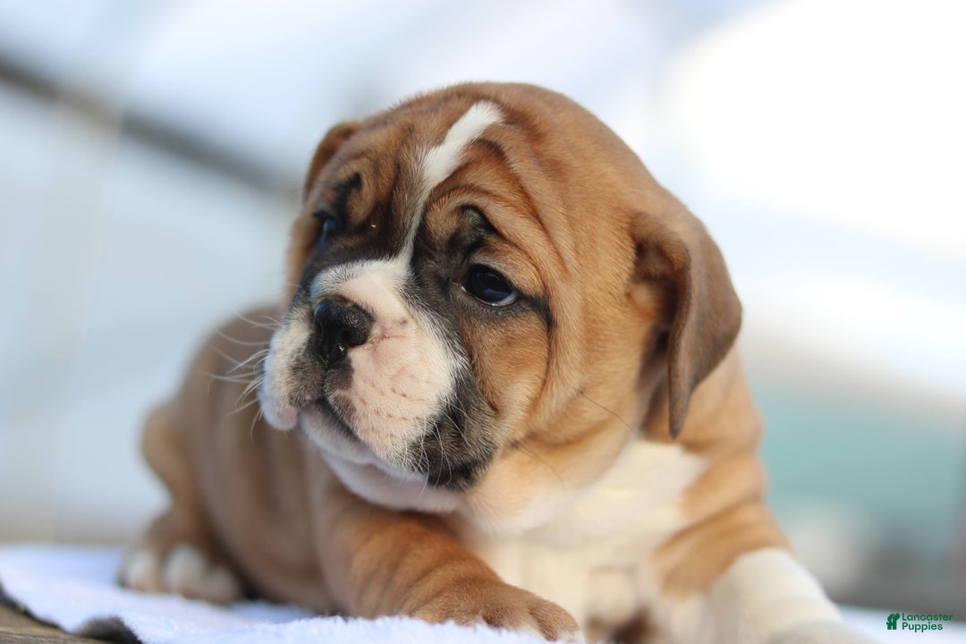 Mixed Breed dogs for sale: Sweetie  - Ad 1