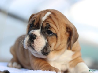 Mixed Breed dogs Sweetie - Ad 39