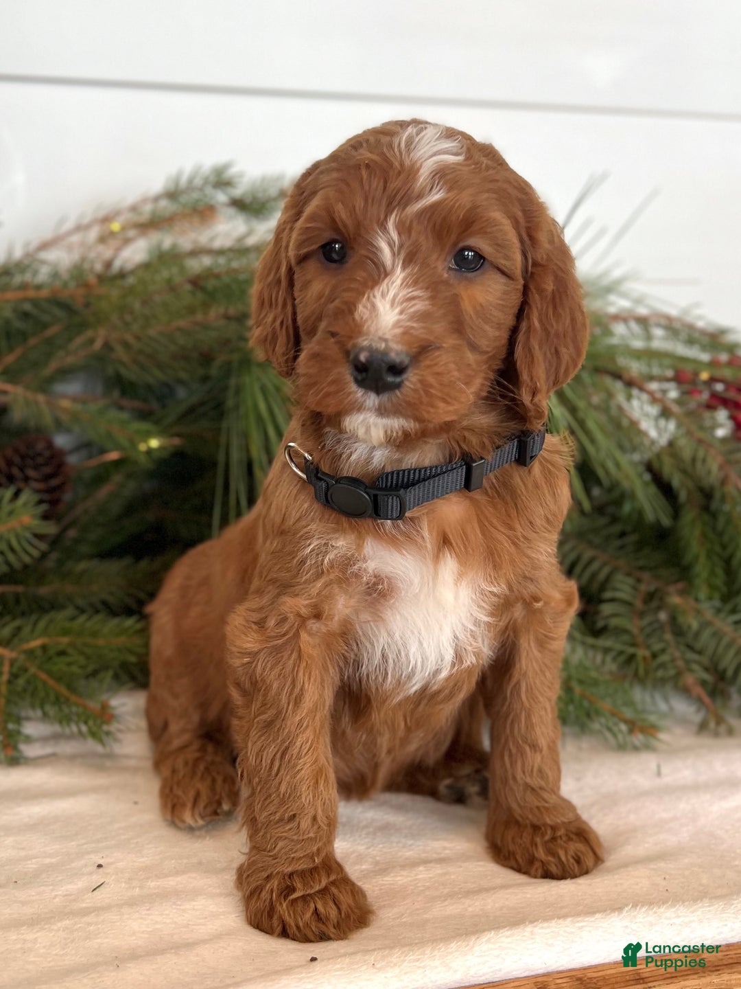 Irish Doodle dogs for sale: Holly - Ad 8