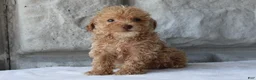 Bichpoo dogs for sale: Bingo - Ad 3