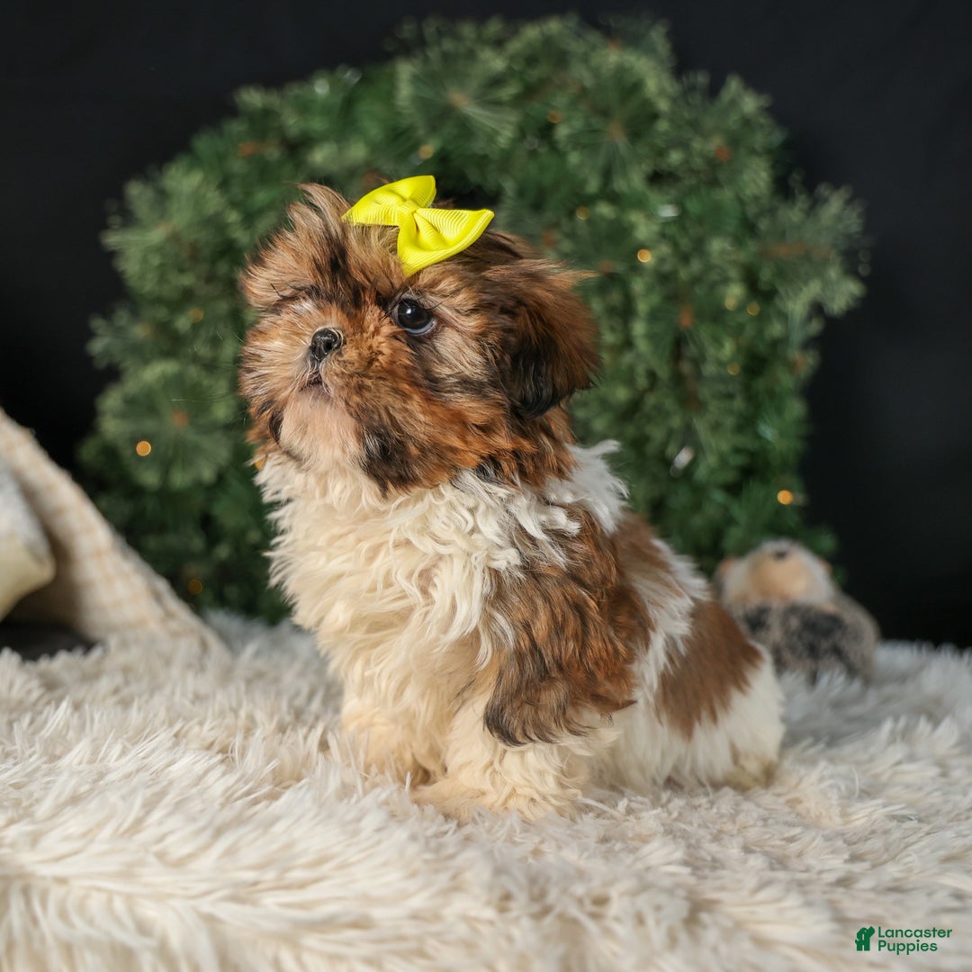 Shih Tzu dogs for sale: RHODA - Ad 6