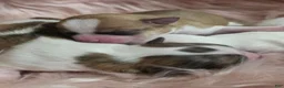 Chihuahua dogs for sale: Chihuahua 3 - Ad 4