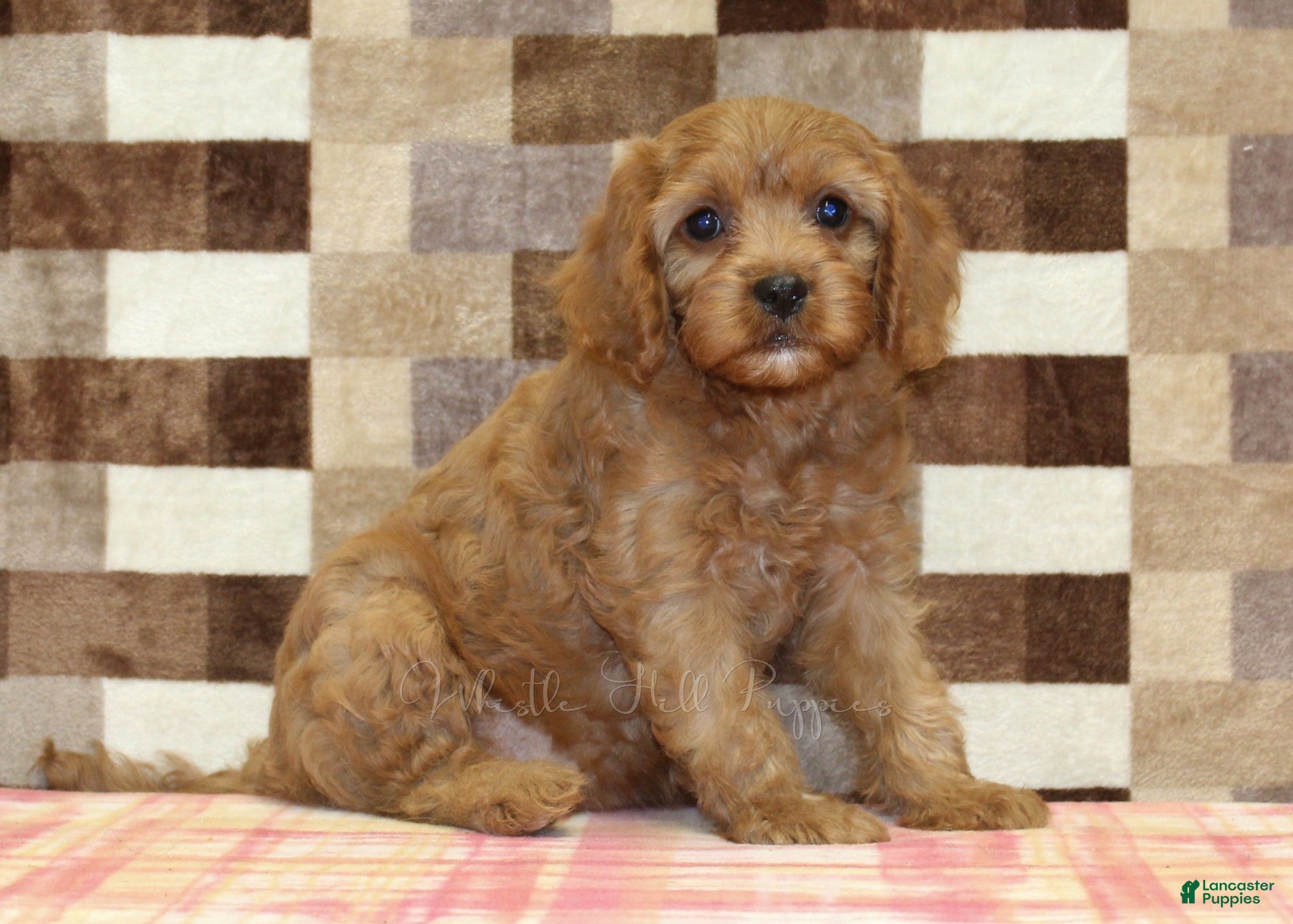 Cavapoo dogs Ellie - Ad 39