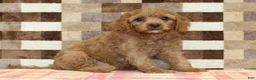 Cavapoo dogs for sale: Ellie - Ad 1