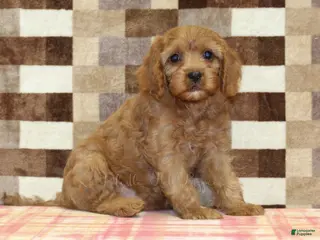 Cavapoo dogs Ellie - Ad 39
