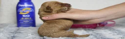 Cockapoo dogs for sale: Jocelyn - Ad 3