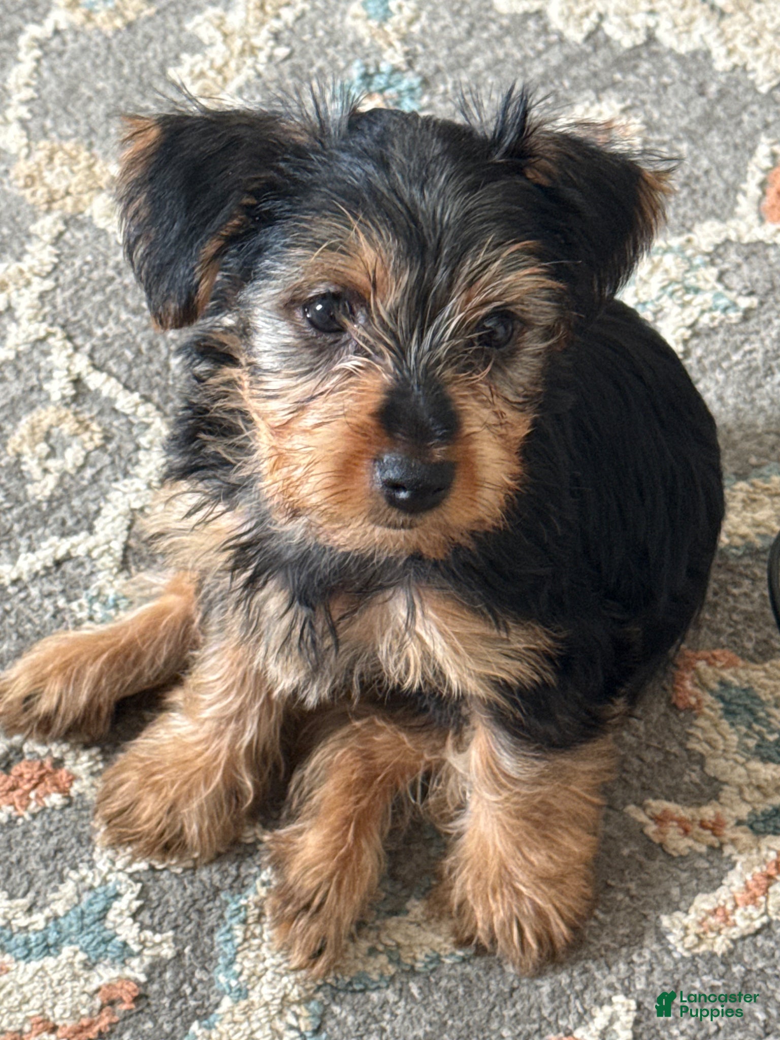 Yorkshire Terrier dogs for sale: Yorkshire Terrier Puppy 1 - Ad 1