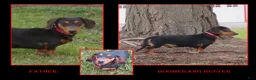 Miniature Dachshund dogs for sale: Izzie - Ad 6