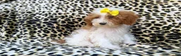 Miniature Poodle dogs for sale: Jazzy - Ad 8