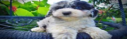 Havapoo dogs for sale: Bluebelle - Ad 3