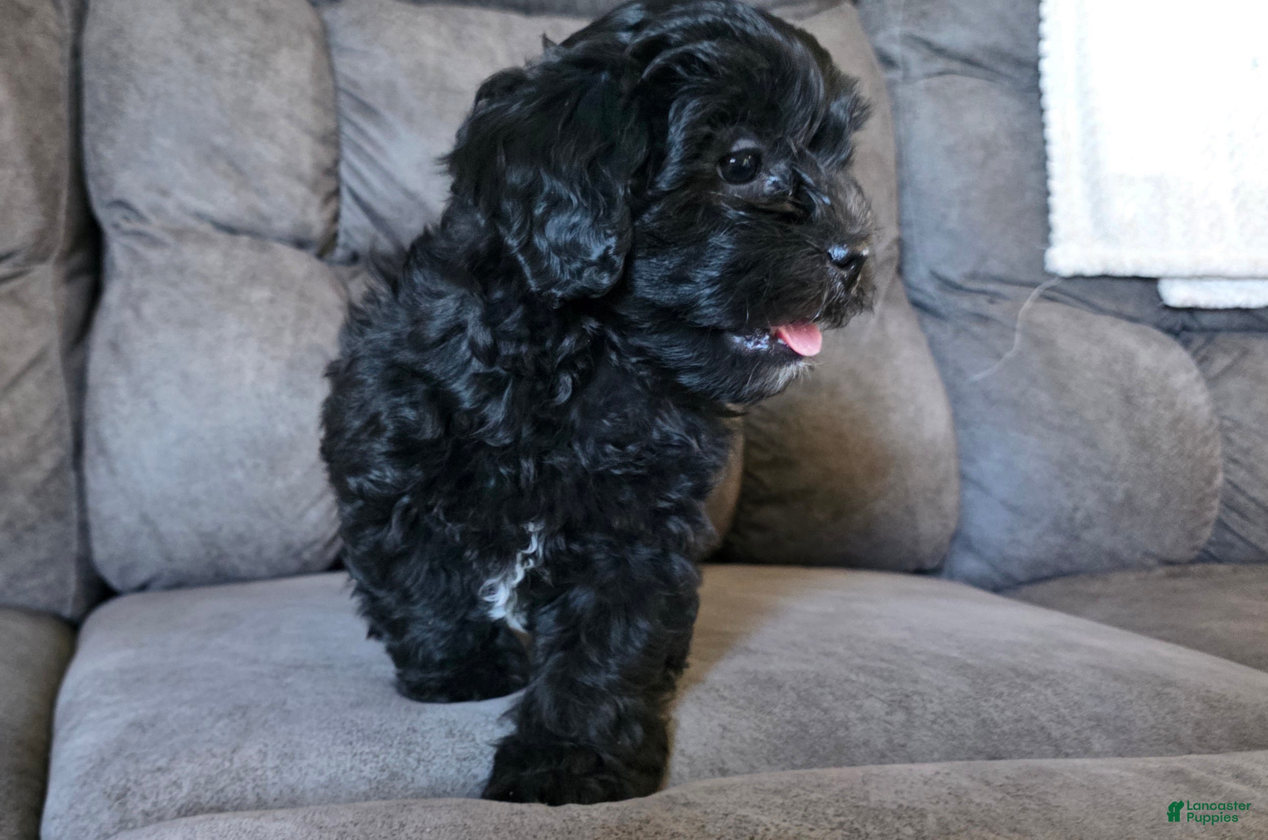 Shihpoo dogs Buddy - Ad 1