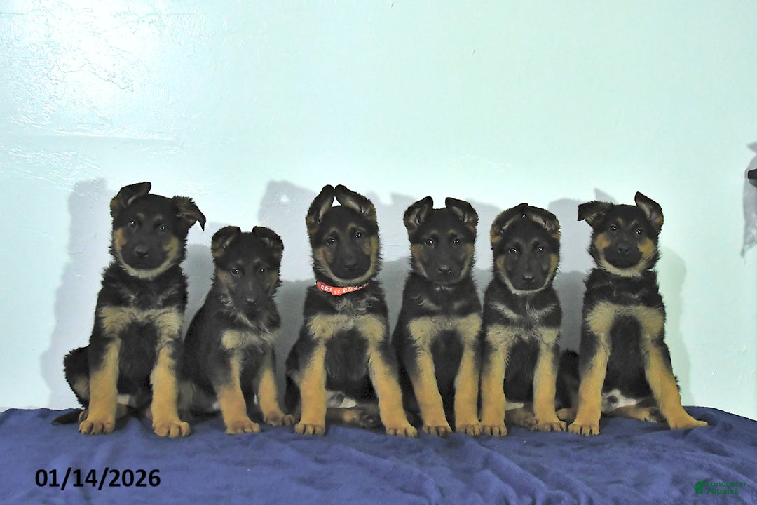 German Shepherd dogs for sale: Romer - Ad 5