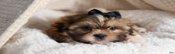 Shih Tzu dogs for sale: GIGI - Ad 9