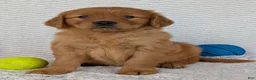 Golden Retriever dogs for sale: Rocco - Ad 12