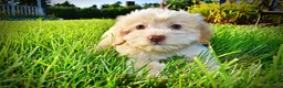 Havapoo dogs for sale: Daisy - Ad 8