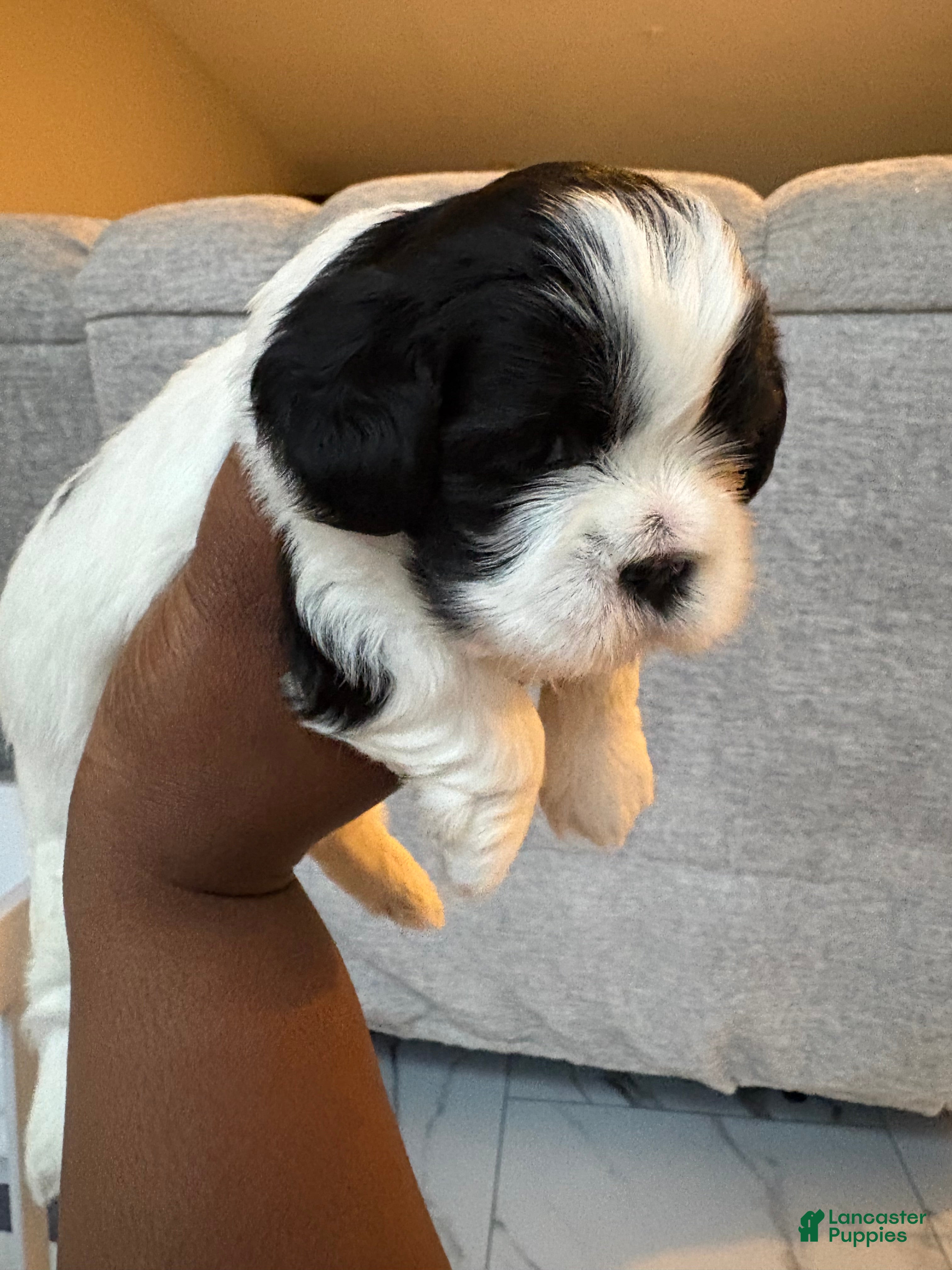 Shih Tzu dogs Shih Tzu Puppy 2 - Ad 2