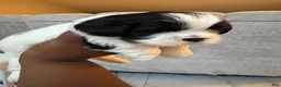 Shih Tzu dogs for sale: Shih Tzu Puppy 2 - Ad 2