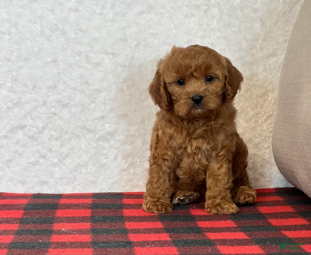 Cavapoo dogs for sale: Casey - Ad 13