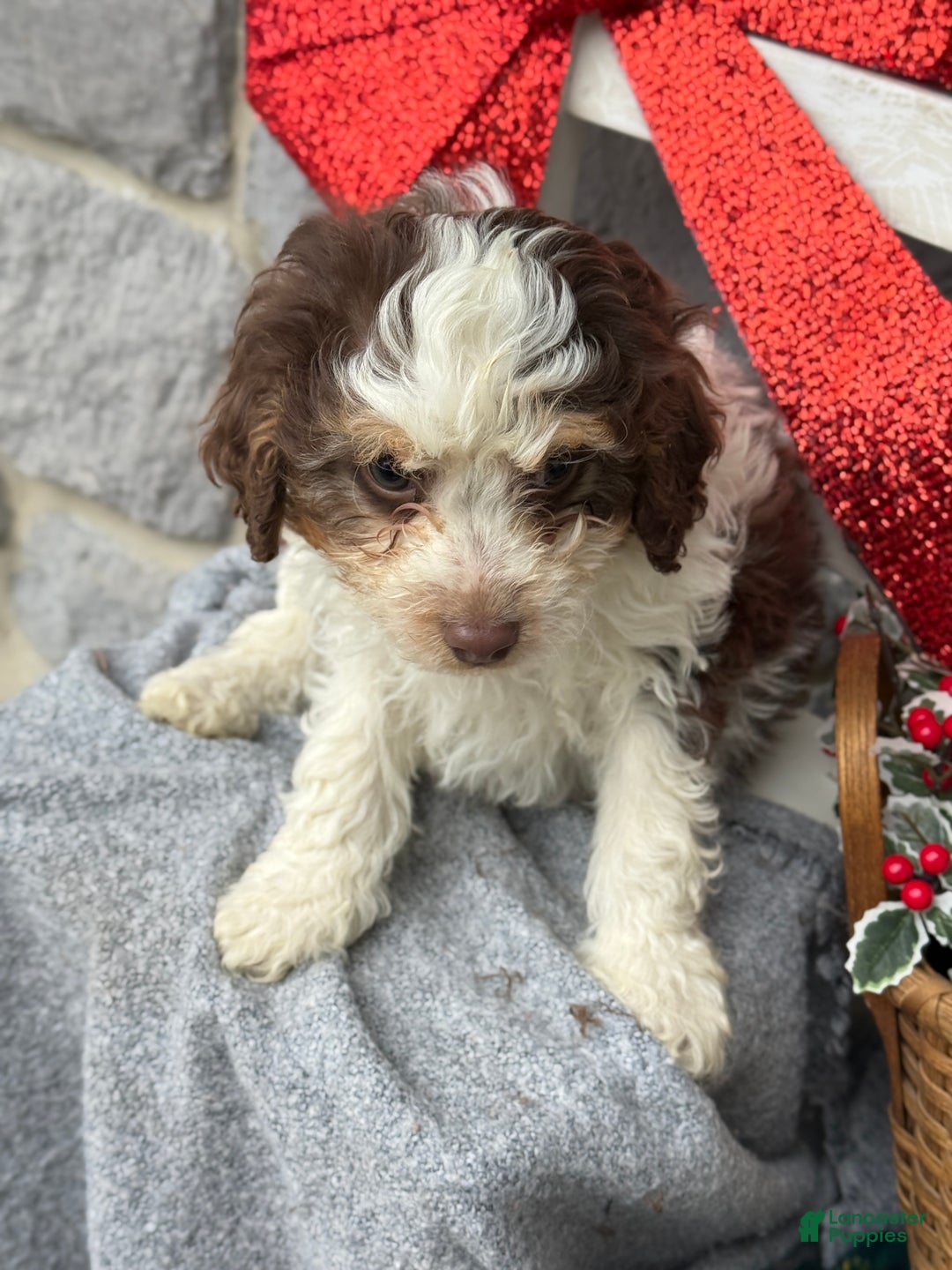 Cavapoo dogs for sale: Arlo - Ad 12