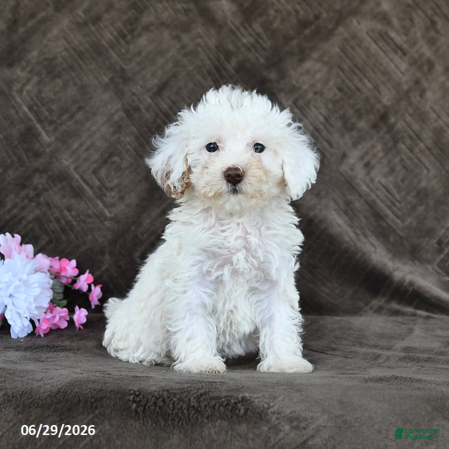 Toy Poodle dogs Stella - Ad 1