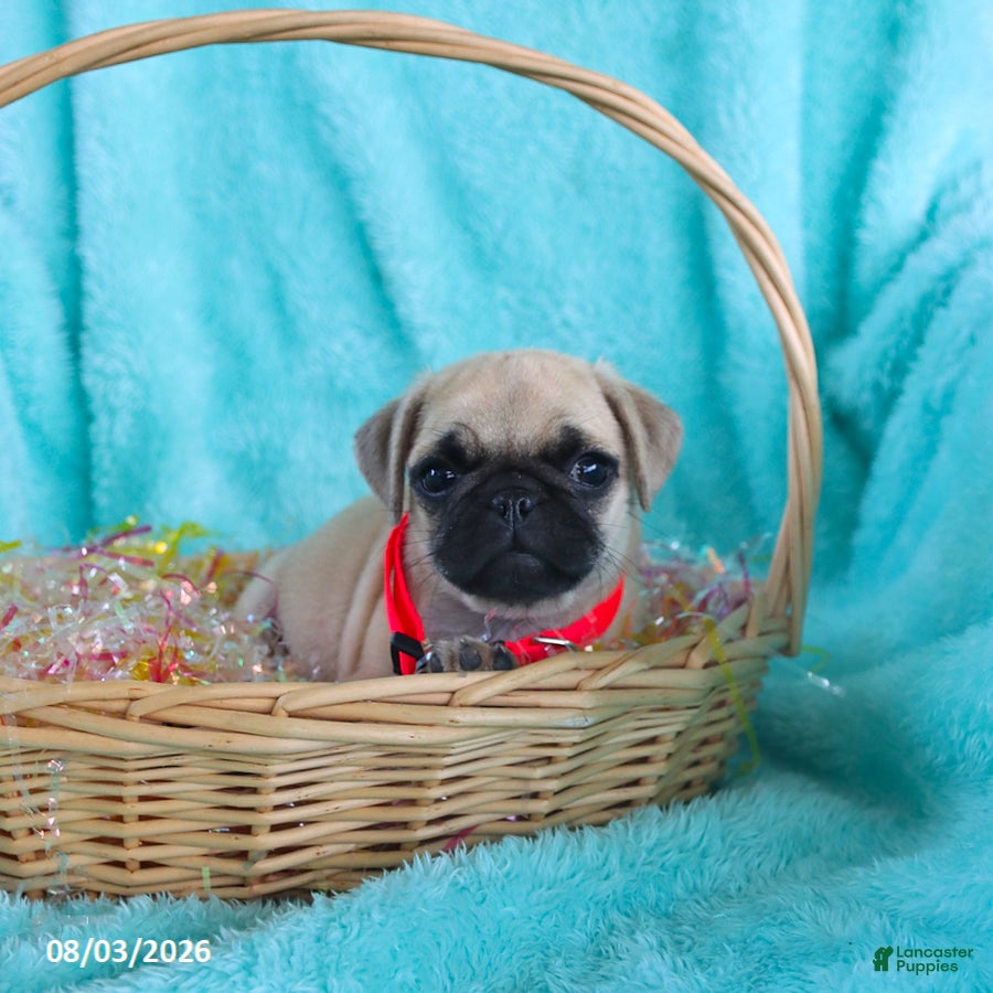 Pug dogs Birdie - Ad 2