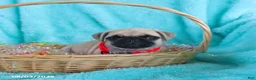 Pug dogs for sale: Birdie - Ad 2