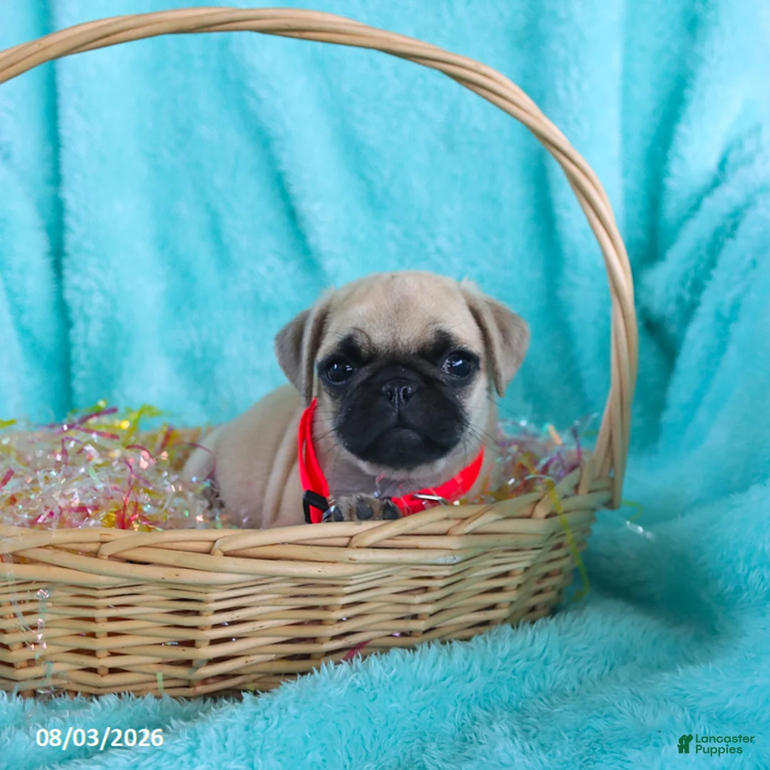 Pug dogs for sale: Birdie - Ad 2