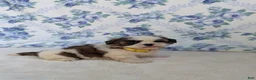 Shih Tzu dogs for sale: Flower  - Ad 7