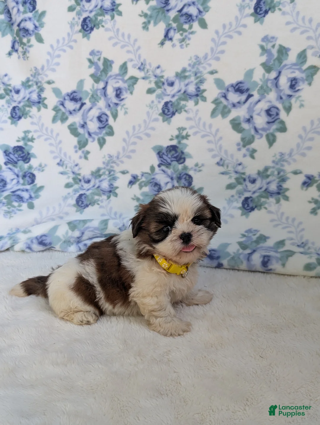 Shih Tzu dogs for sale: Flower  - Ad 7