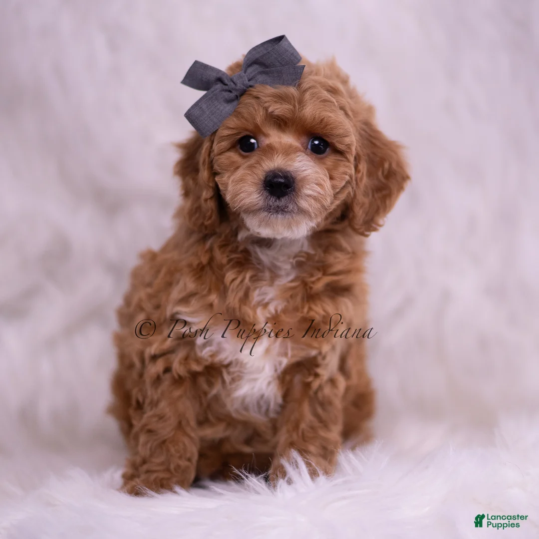 Toy Poodle dogs for sale: Milo - Ad 2