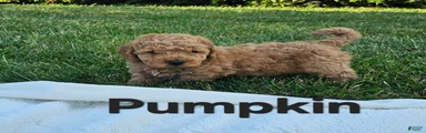 Mini Goldendoodle 1