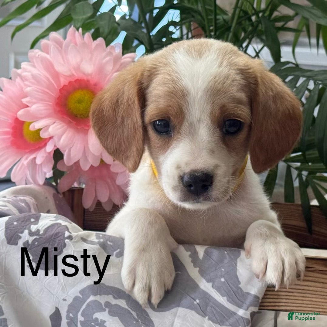 Mixed Breed dogs Misty - Ad 1