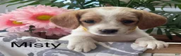 Mixed Breed dogs for sale: Misty - Ad 1