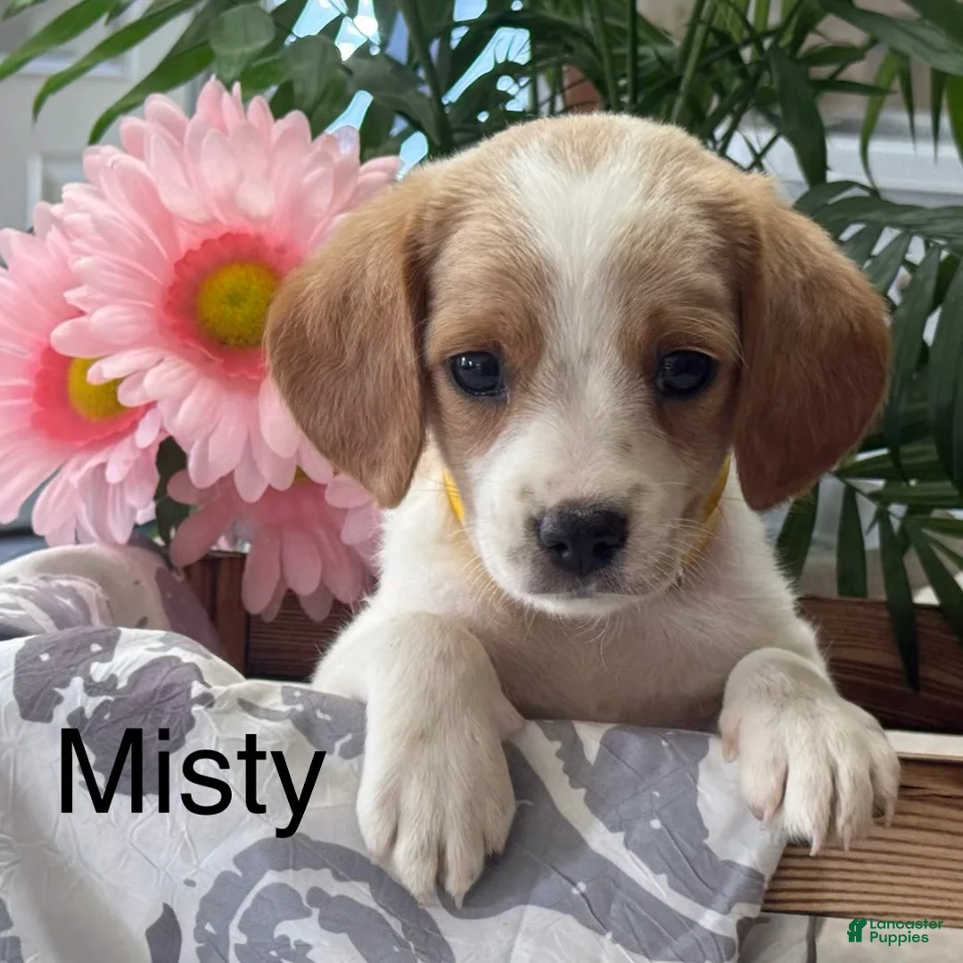 Mixed Breed dogs for sale: Misty - Ad 1