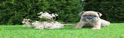 English Bulldog dogs for sale: Dallas - Ad 1