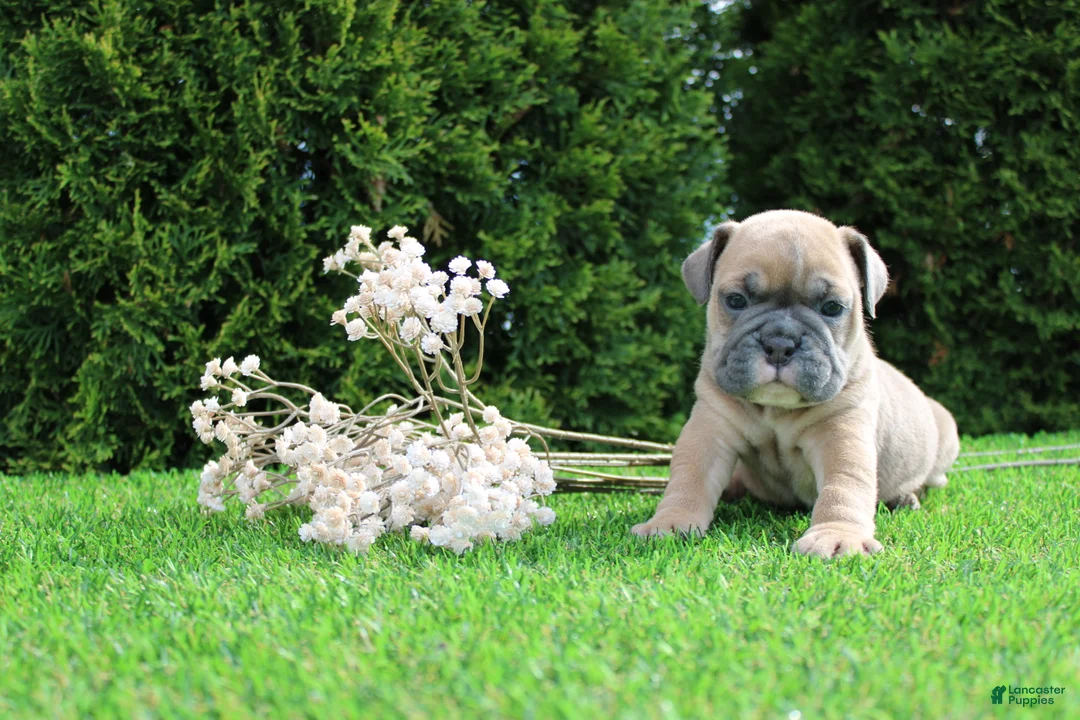 English Bulldog dogs for sale: Dallas - Ad 1