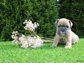 English Bulldog dogs for sale: Dallas - Ad 4