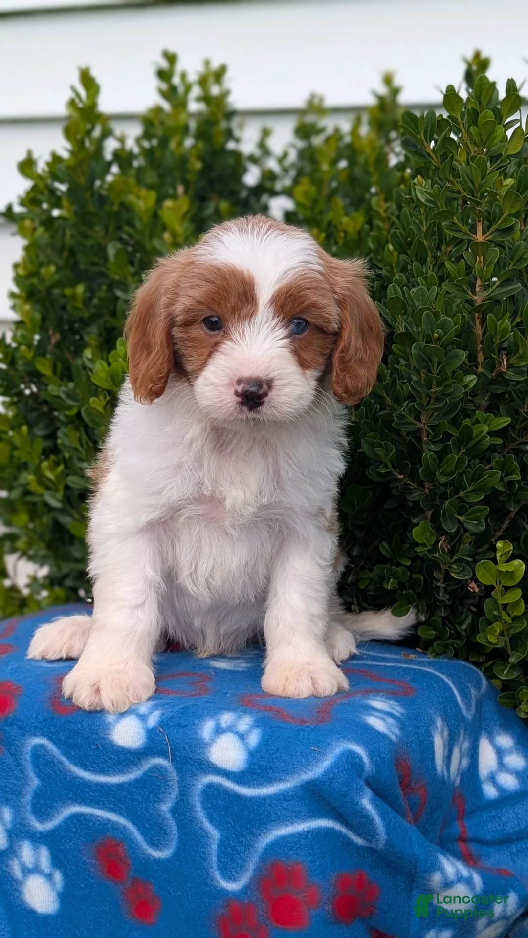 Cavapoo dogs for sale: Namor - Ad 2