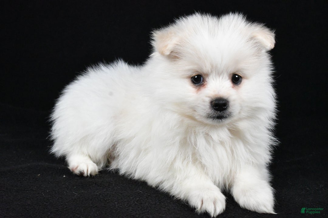 Pomeranian dogs for sale: Teddy - Ad 2