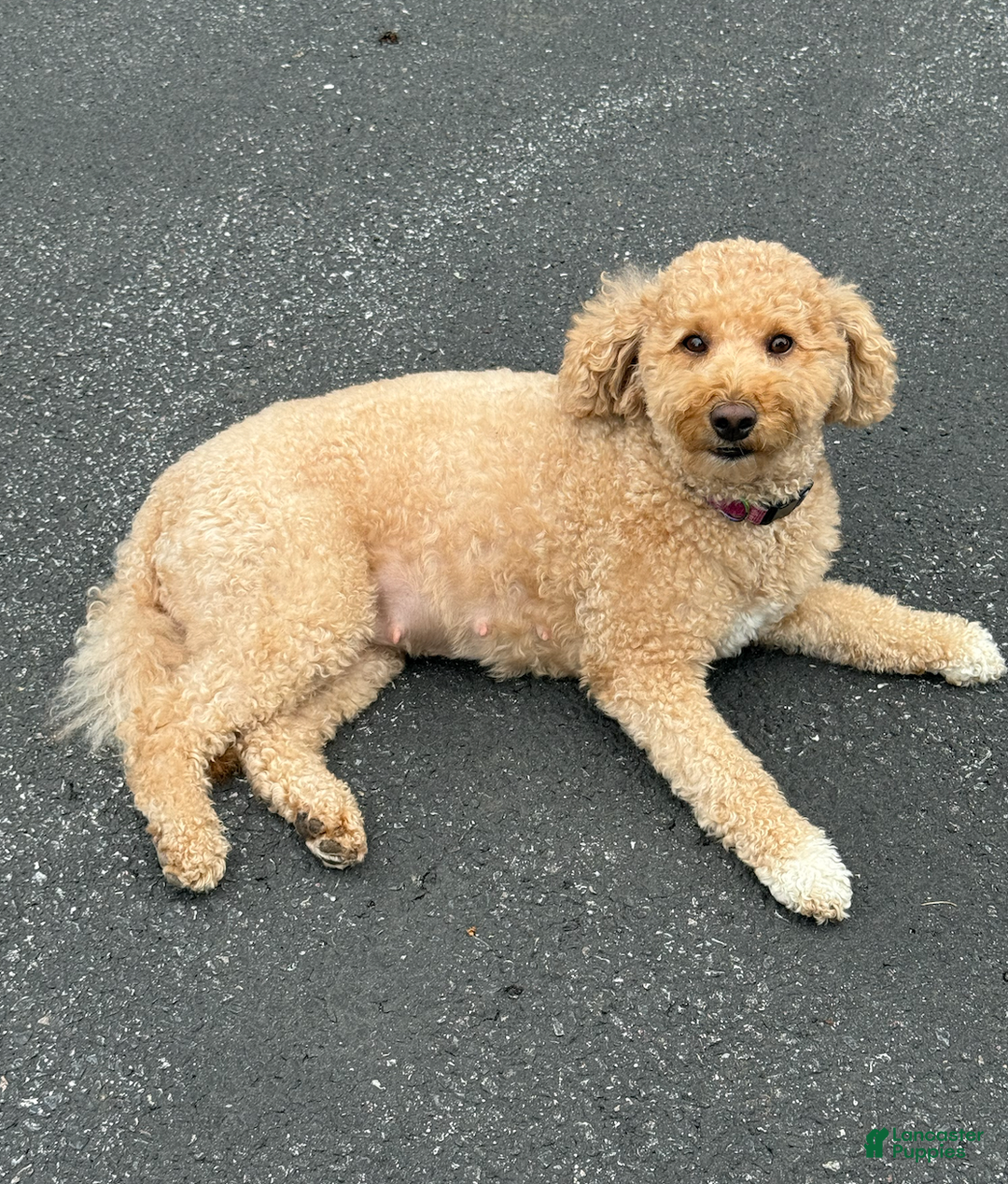 Mini Goldendoodle dogs for sale: Mini Goldendoodle Puppy 5 - Ad 2