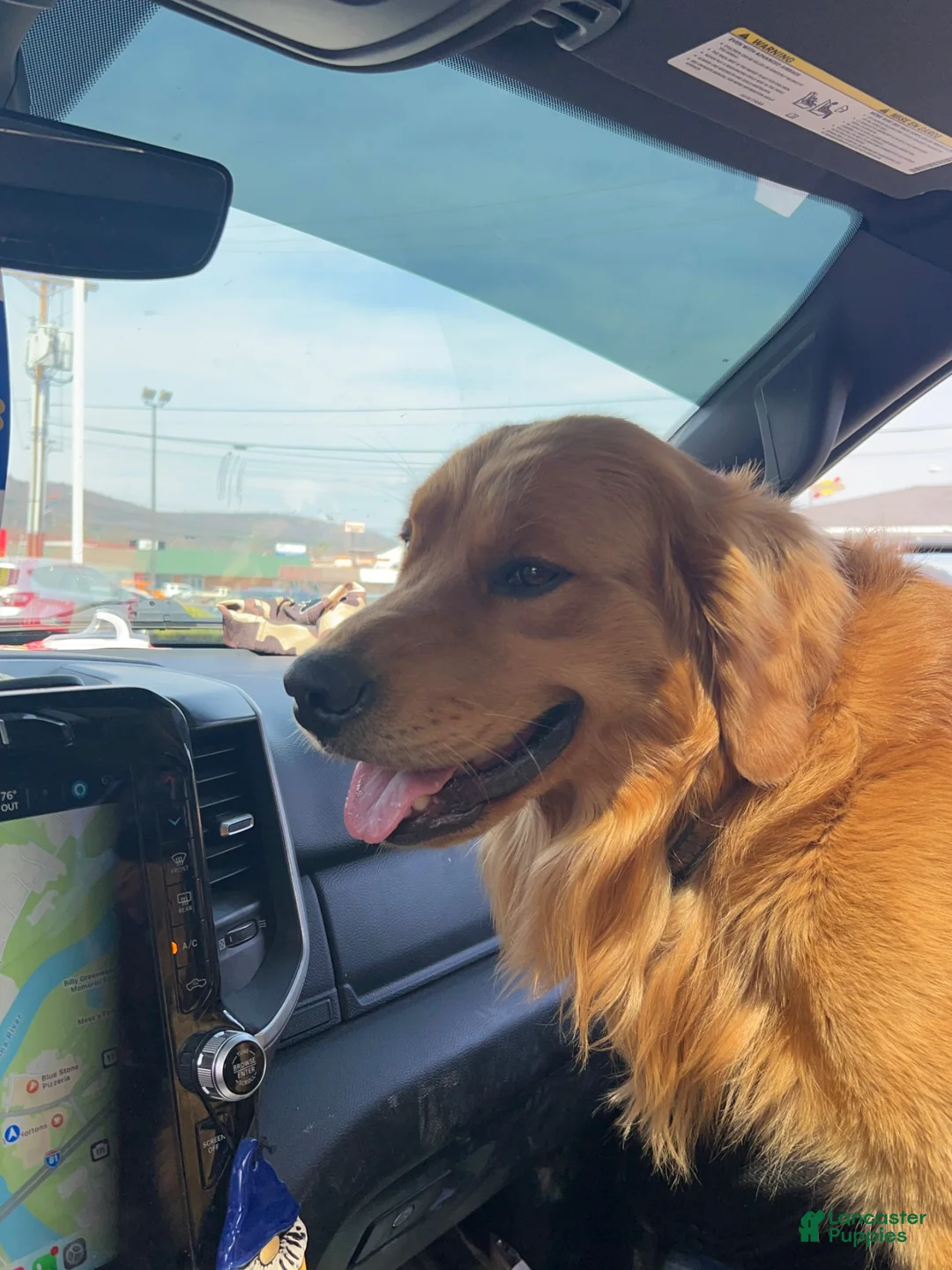 Golden Retriever dogs for sale: Golden Retriever 1 - Ad 5
