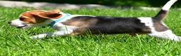 Beagle dogs for sale: Biscuit - Ad 8