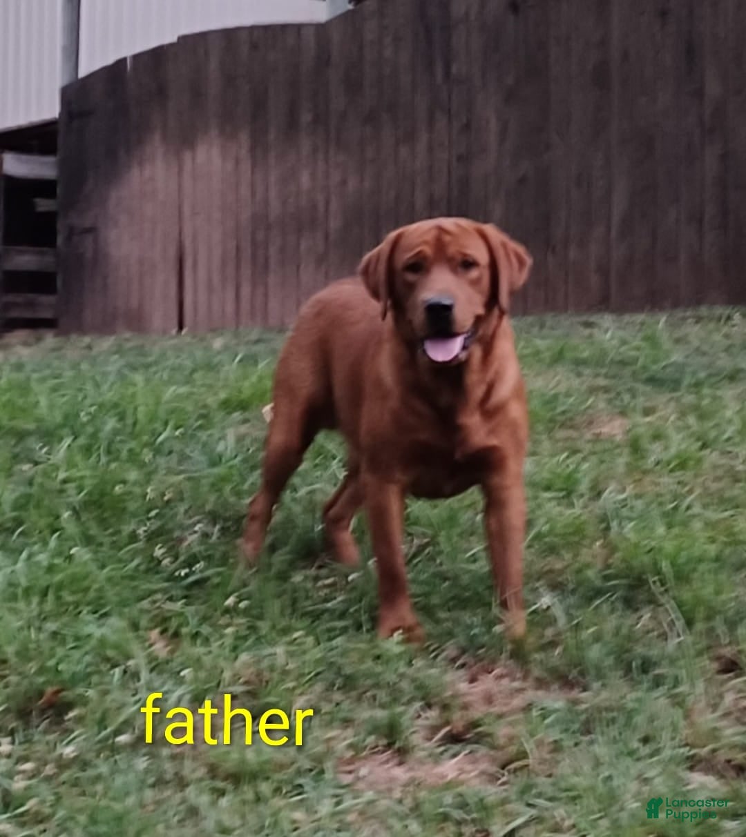 Labrador Retriever dogs for sale: Toby - Ad 5