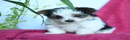 Yorkshire Terrier dogs for sale: Snickers - Ad 3