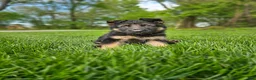 German Shepherd dogs for sale: Hunter  - Ad 5