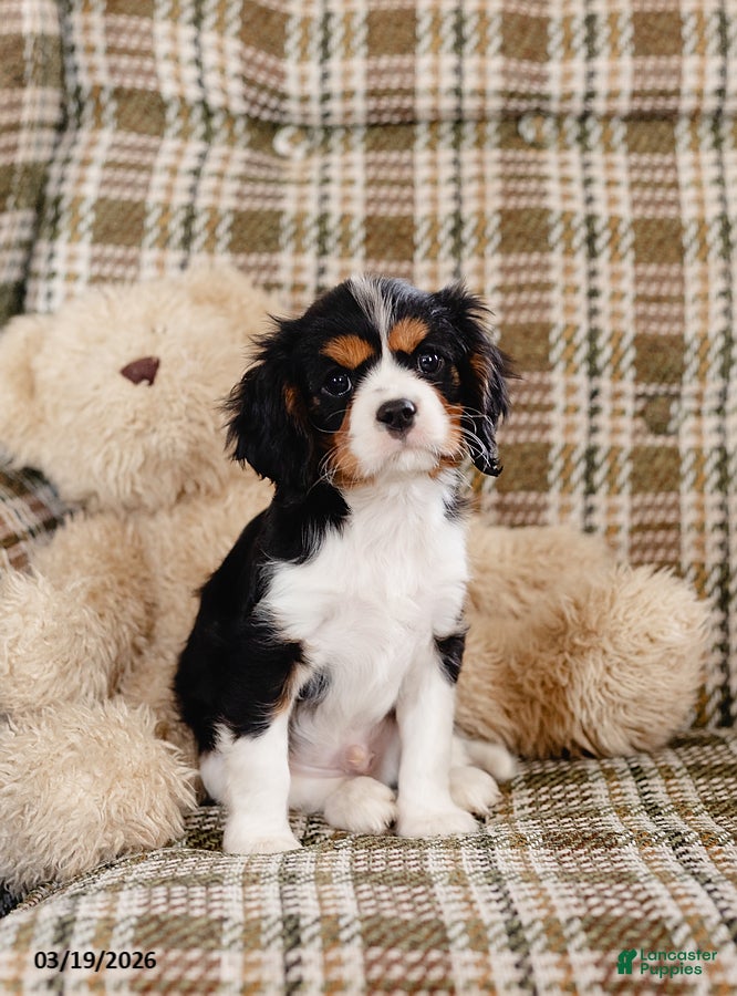 Cavalier King Charles Spaniel dogs Harold - Ad 1