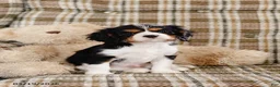 Cavalier King Charles Spaniel dogs for sale: Harold - Ad 1