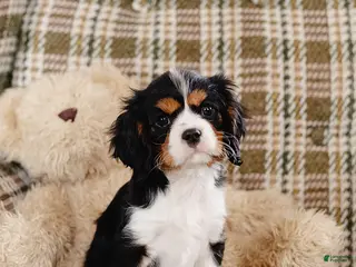 Cavalier King Charles Spaniel dogs for sale: Harold - Ad 3