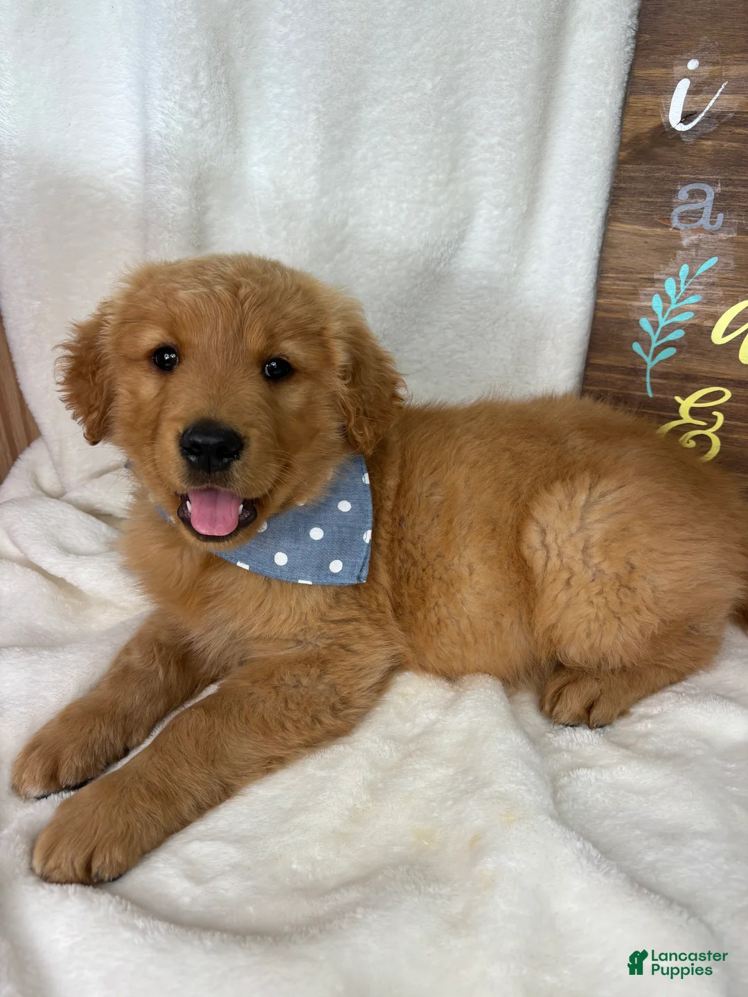 Golden Retriever dogs for sale: Charlie - Ad 5